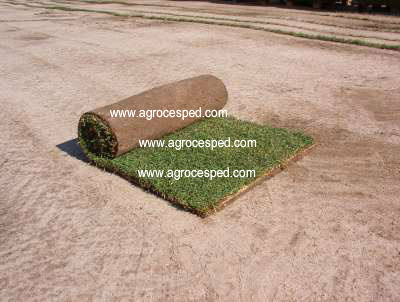 Tepes de césped natural Agrocesped.